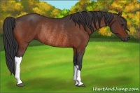 Horse Color:Bay Rabicano 