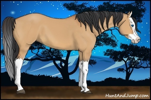 Horse Color:Bay Dun Splash 