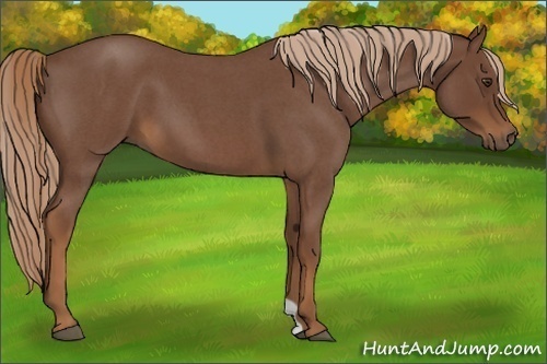 Horse Color:Red Roan 