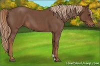 Horse Color:Red Roan 
