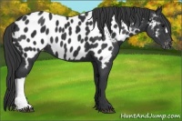 Horse Color:Black Near Leopard