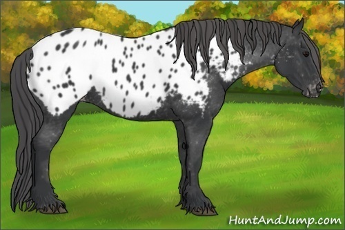 Horse Color:Black Appaloosa