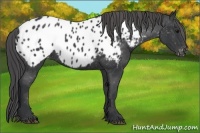 Horse Color:Black Appaloosa 