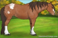 Horse Color:Bay Appaloosa 