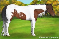 Horse Color:Brown Tobiano Appaloosa 