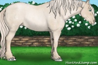 Horse Color:Palomino Roan Pearl Rabicano