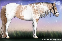 Horse Color:White Spotted Bay Pearl Tobiano