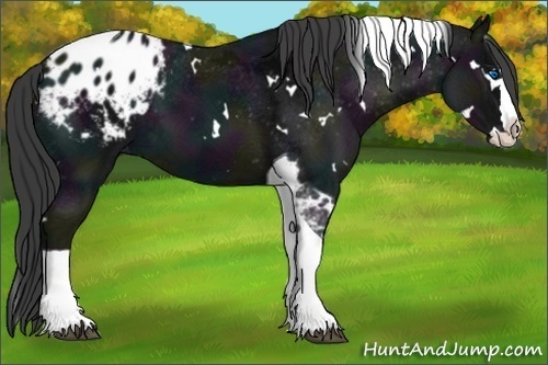 Horse Color:White Spotted Midnight Black Ice Splash Tobiano Appaloosa 