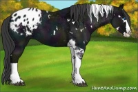 Horse Color:White Spotted Midnight Black Ice Splash Tobiano Appaloosa