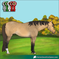 Horse Color:Buckskin Dun 