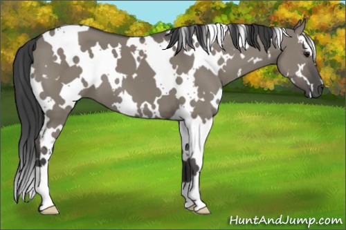 Horse Color:White Spotted Smoky Grullo