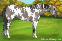 Horse Color:White Spotted Smoky Grullo 