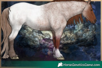 Horse Color:Red Roan 