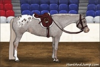 Horse Color:Liver Chestnut Tobiano Appaloosa