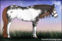 Horse Color:White Spotted Liver Chestnut Frame