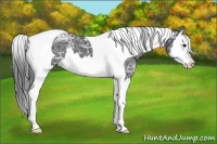 Horse Color:Black Ice Splash Tobiano 