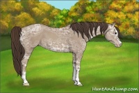 Horse Color:Classic Champagne Ice Sabino