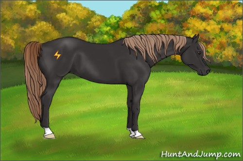Horse Color:Liver Chestnut 