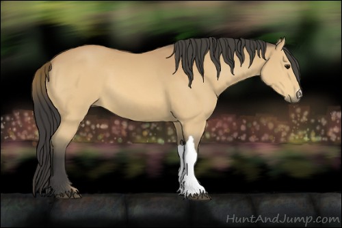 Horse Color:Buckskin 