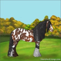 Horse Color:Bay Appaloosa