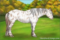 Horse Color:Sable Champagne Appaloosa and Sable Champagne Dun Appaloosa