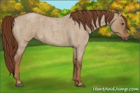 Horse Color:Red Dun Roan 