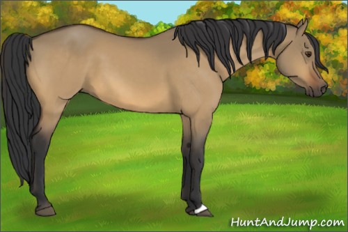 Horse Color:Buckskin Dun 