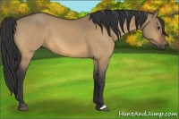 Horse Color:Buckskin Dun 