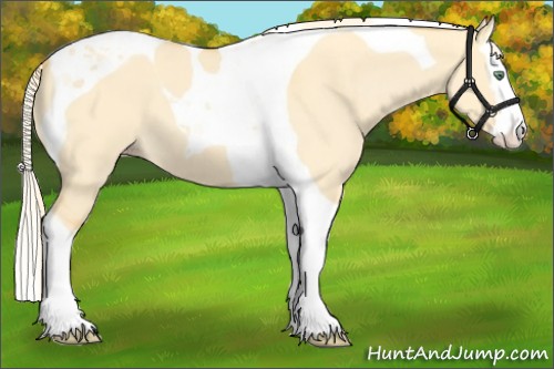 Horse Color:Gold Cream Champagne Roan Dun Splash Tobiano 