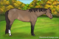 Horse Color:Brown Dun Appaloosa 