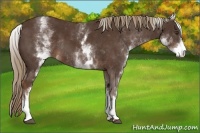 Horse Color:White Spotted Liver Chestnut Rabicano 