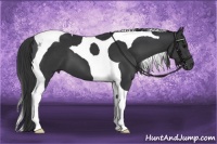 Horse Color:Black Tobiano 