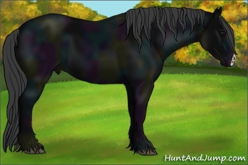 Horse Color:Midnight Black