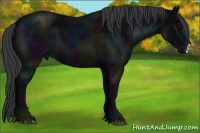 Horse Color:Midnight Black 