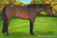 Horse Color:Brown 