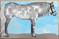 Horse Color:White Spotted Silver Grullo Chinchilla 