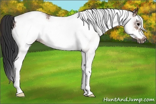 Horse Color:White Spotted Bay Frame