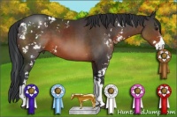 Horse Color:Brown Sabino 