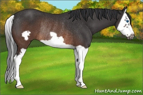 Horse Color:Brown Splash Frame Rabicano