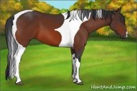 Horse Color:Bay Tobiano