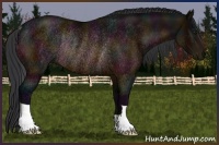 Horse Color:Midnight Bay Rabicano 