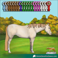 Horse Color:Smoky Grullo Pearl 