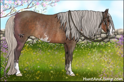 Horse Color:Silver Brown Sabino Rabicano