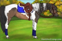 Horse Color:Buckskin Tobiano 