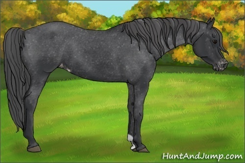 Horse Color:Black Appaloosa 