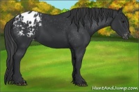 Horse Color:Black Appaloosa