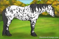 Horse Color:Black Near Leopard