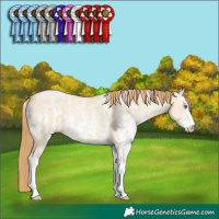 Horse Color:Smoky Grullo Pearl Sabino