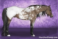 Horse Color:White Spotted Brown Dun Snowcap 