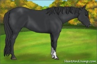 Horse Color:Black 